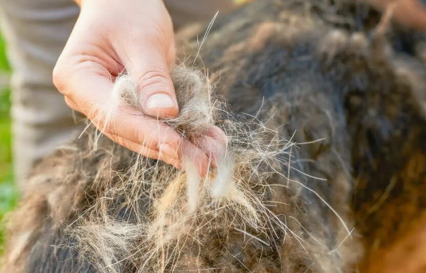 клиент снимает с собаки клок шерсти